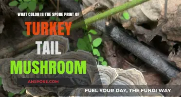 Turkey Tail Mushroom Spore Print Color: A Detailed Identification Guide
