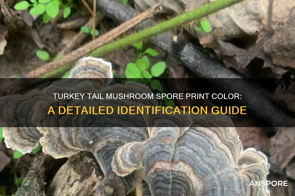 what color is the spore print of turkey tail mushroom