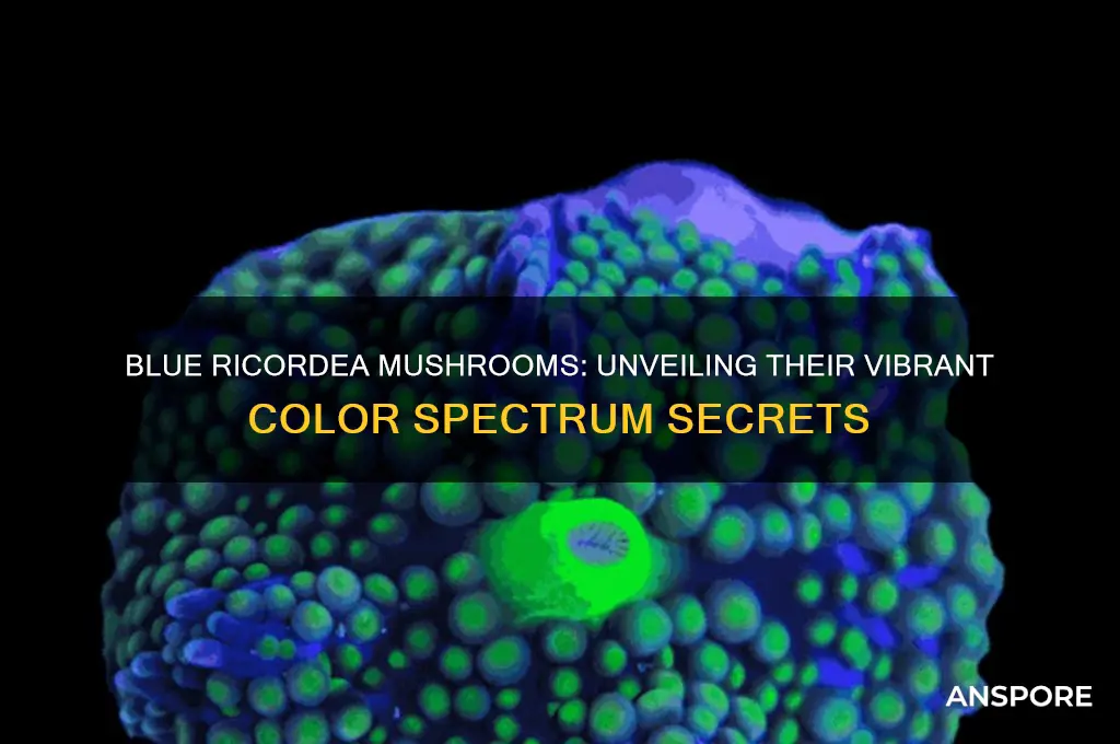 what color spectrum do blue ricordea mushrooms have