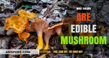 Exploring Nature's Palette: Edible Mushrooms and Their Vibrant Colors