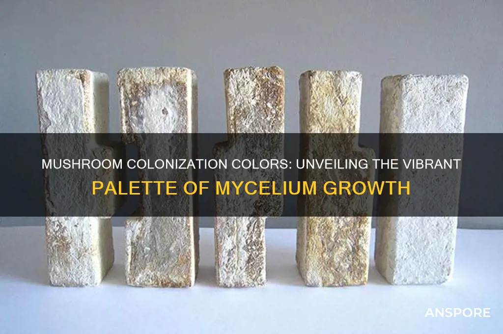 what colors are mushrooms when they are colonizing