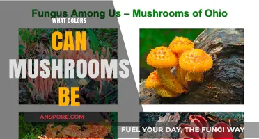 Exploring the Vibrant Palette of Mushroom Colors in Nature