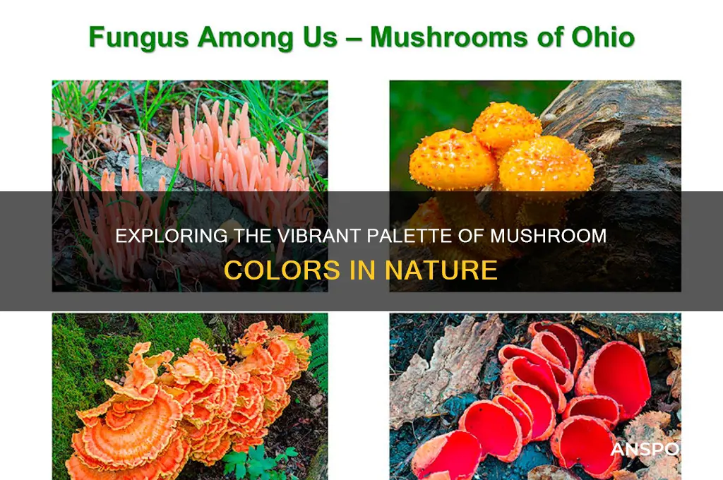 what colors can mushrooms be