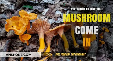 Exploring the Vibrant Palette of Chantrelle Mushrooms: Colors Revealed