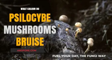 Psilocybe Mushrooms: Unveiling the Bruise Color Mystery and Significance
