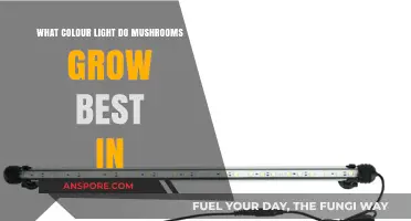 Optimal Light Colors for Mushroom Growth: Unlocking the Best Spectrum