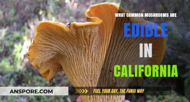 California's Edible Mushrooms: A Guide to Safe and Tasty Foraging