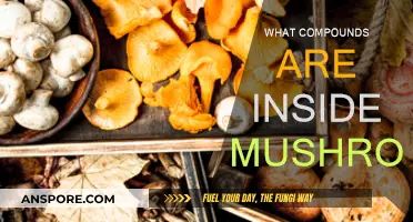 Mushrooms' Magical Compounds: Unveiling Nature's Secrets