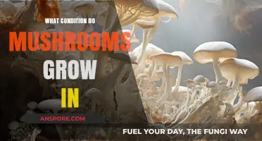 Ideal Conditions for Mushroom Growth: Humidity, Light, and Substrate Explained