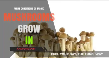 Ideal Conditions for Cultivating Magic Mushrooms: A Comprehensive Guide
