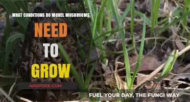 Ideal Conditions for Morel Mushrooms: Soil, Climate, and Timing