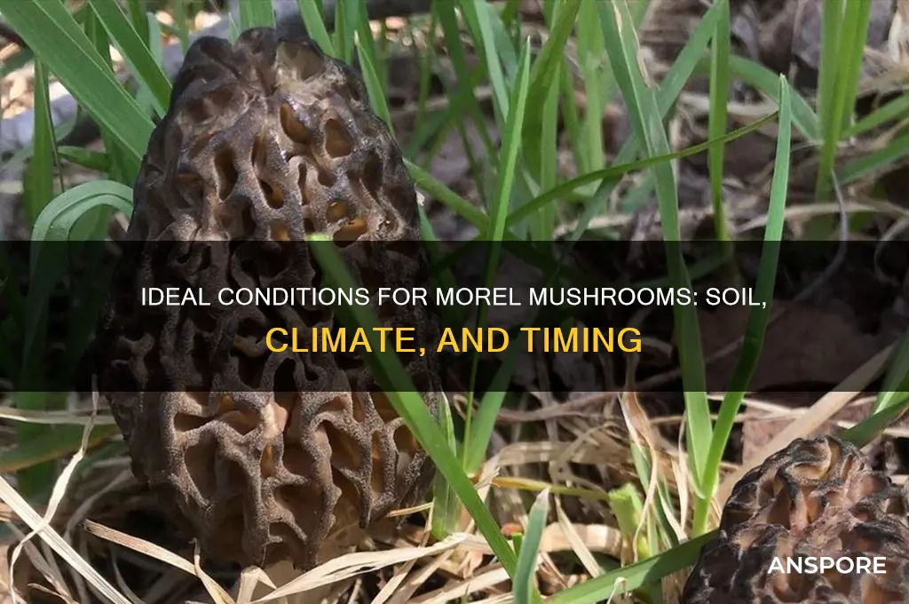 what conditions do morel mushrooms need to grow