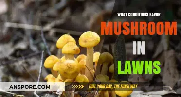 Ideal Lawn Conditions for Mushroom Growth: Factors and Tips