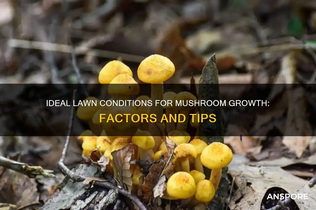 what conditions favor mushrooms in lawns