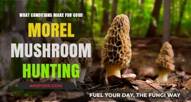 Ideal Conditions for Successful Morel Mushroom Hunting Explained