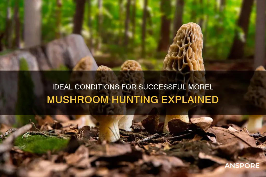 what conditions make for good morel mushroom hunting