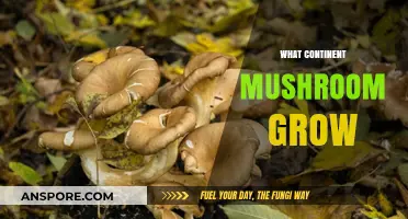Exploring Mushroom Habitats: Which Continents Do They Thrive On?