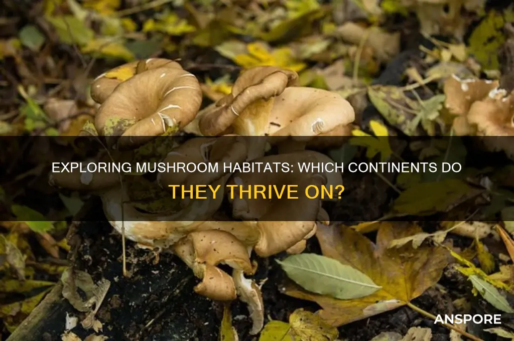 what continent mushroom grow