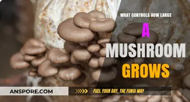 Factors Influencing Mushroom Size: Unlocking the Secrets of Giant Fungi