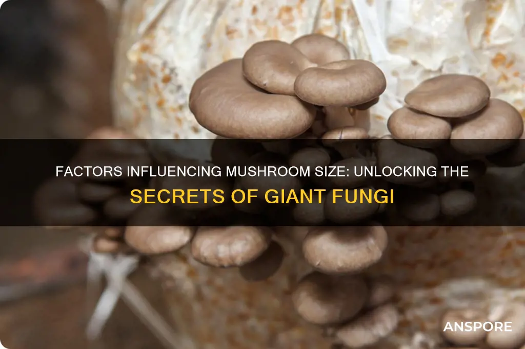 what controls how large a mushroom grows