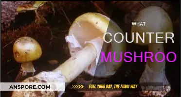 Mushroom Remedies: Natural Antidotes for a Healthy You