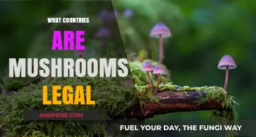 Global Mushroom Legality: Exploring Countries Where Mushrooms Are Legal