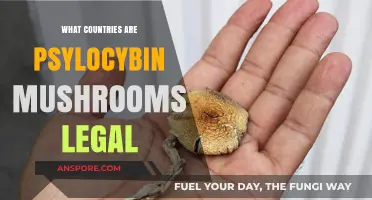 Global Legal Status of Psylocybin Mushrooms: Where Are They Allowed?