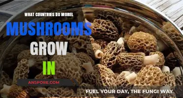 Where Morel Mushrooms Thrive: A Global Guide to Their Habitats