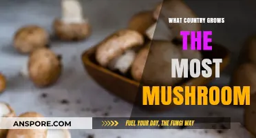 Top Mushroom Producing Country: Unveiling the Global Leader in Fungus Cultivation
