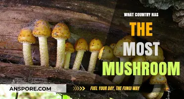 Exploring the Global Fungal Frontier: Which Country Boasts the Most Mushrooms?