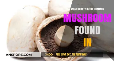 Where to Find Common Mushrooms: A County-by-County Guide