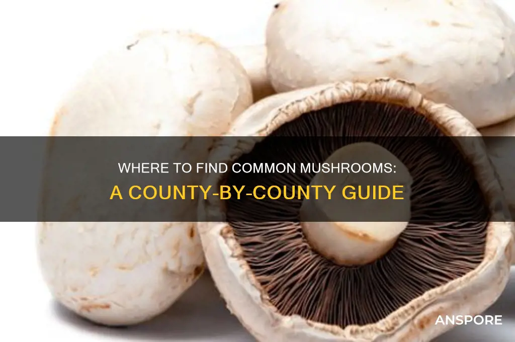 what county is the common mushroom found in