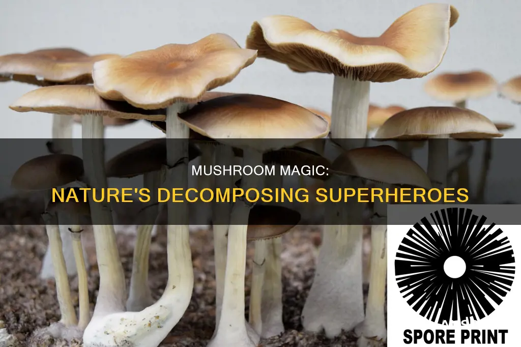 what creates mushrooms