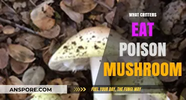 Toxic Treats: Which Critters Safely Feast on Poisonous Mushrooms?