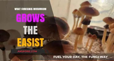 Easiest Cubensis Mushroom Varieties to Cultivate for Beginners