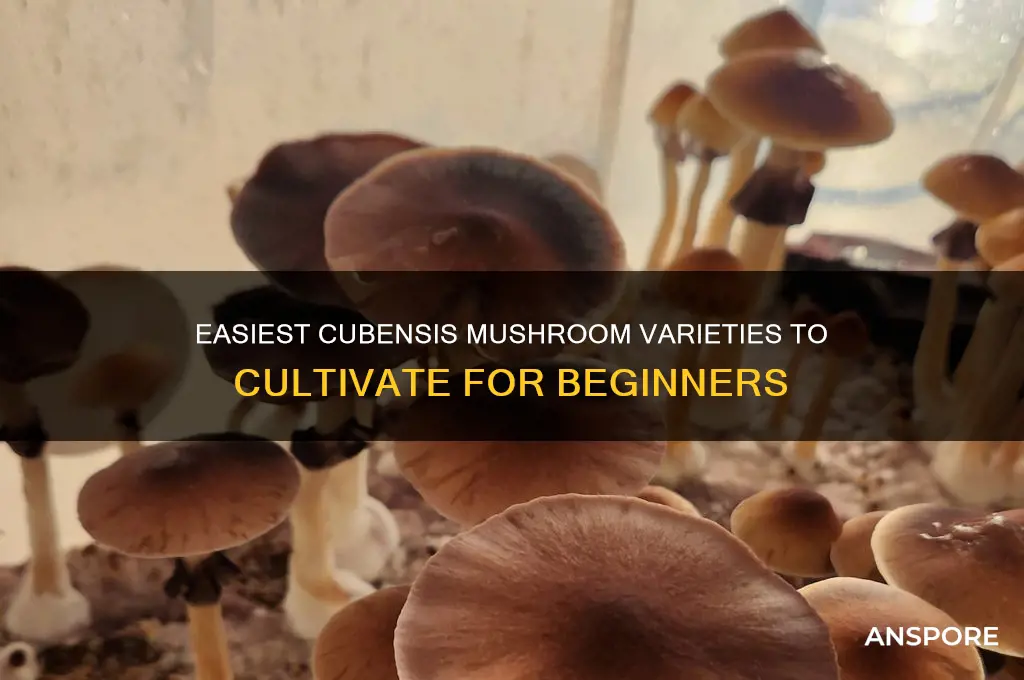 what cubesinis mushroom grows the easist