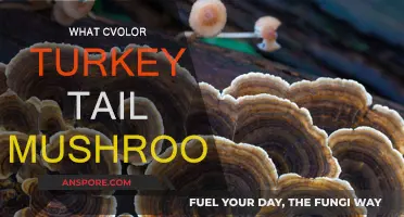 Turkey Tail Mushrooms: Identifying Their Color