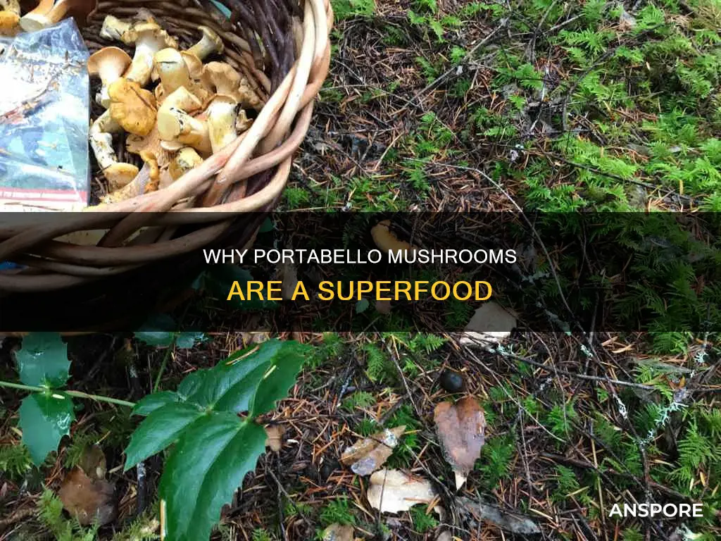 what deason for portabelle mushrooms
