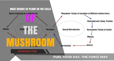 Exploring Ploidy Levels in Mushroom Cells: A Comprehensive Analysis