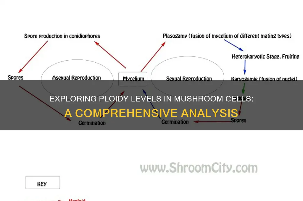 what degree of ploidy in the cells of the mushroom