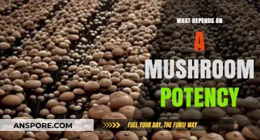 Unveiling Mushroom Potency: Factors Influencing Strength and Effects