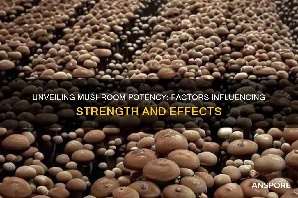 what depends on a mushrooms potency