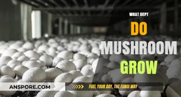 Where Do Mushrooms Thrive? Exploring Ideal Growing Conditions and Environments