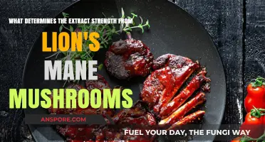 Lion's Mane Mushroom Extract Strength: Key Factors and Determinants