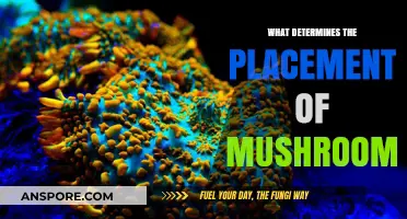 Factors Influencing Mushroom Placement: Soil, Climate, and Habitat Secrets