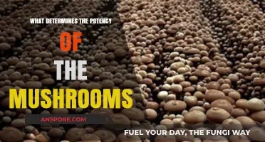 Unveiling the Factors That Influence Mushroom Potency and Strength