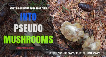 Fruiting Body Shop's Transformation: Pseudo Mushrooms Unveiled