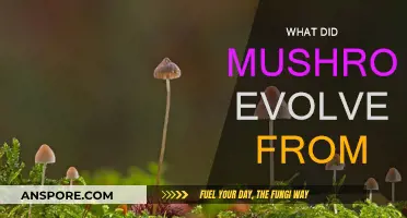 The Evolution of Mushrooms: Unveiling Ancient Origins