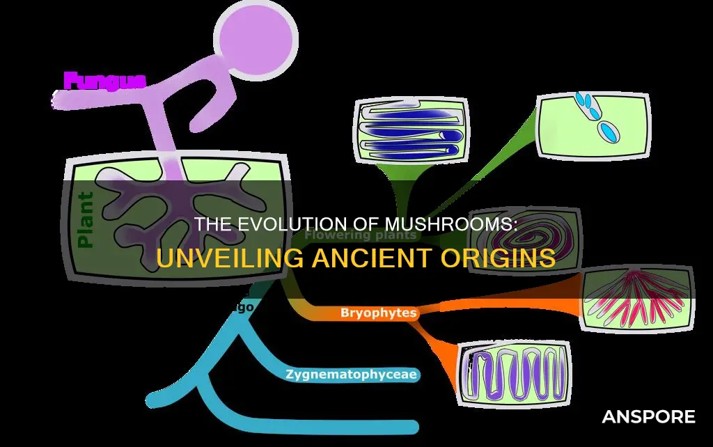 what did mushrooms evolve from