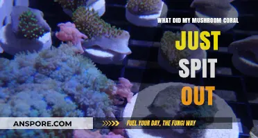 Mysterious Mushroom Coral Spit-Out: Unveiling the Surprising Secret